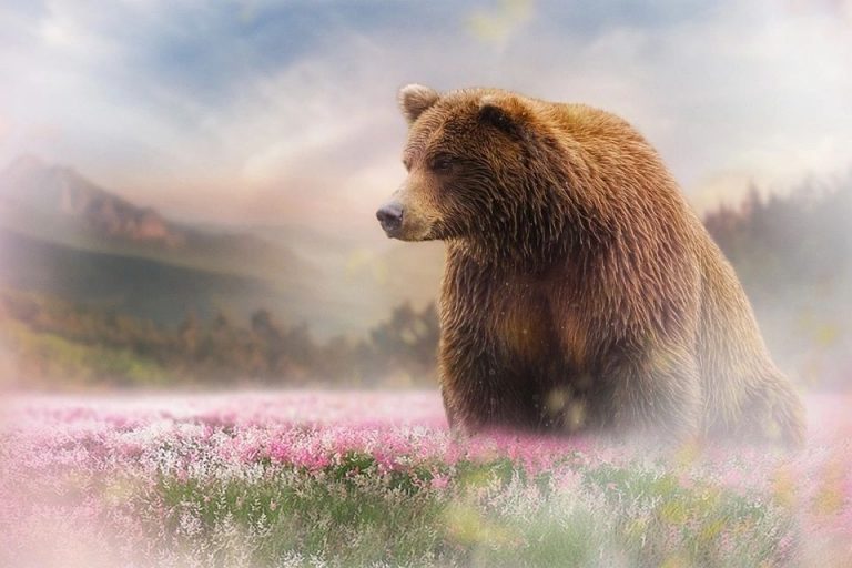 Wyo Governor, Mark Gordon Petitions FWS To Delist Grizzly Bears