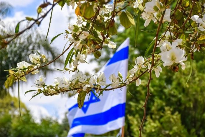 A closeup shot of white flowers with the Israel flag in the background