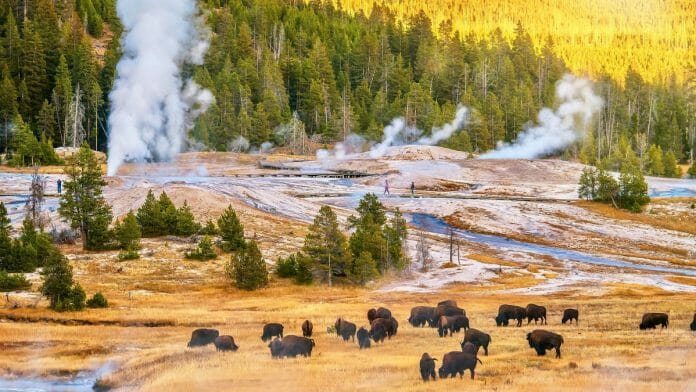 Lose the Crowds in Yellowstone’s Upper Geyser Basin