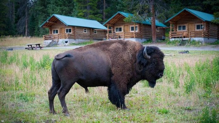 Silver Gate Lodging Has the Closest Cabins to Yellowstone