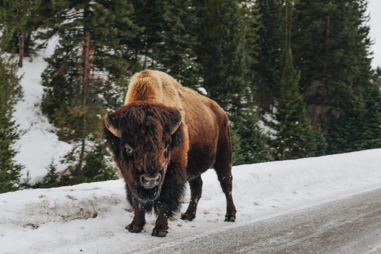 Second bison attack of the year recorded at Yellowstone this week