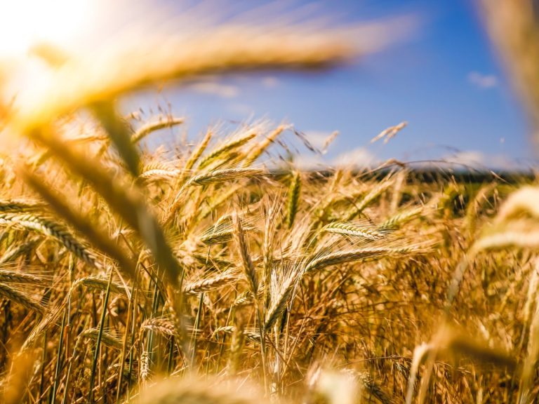 Banning modern agriculture and high crop yields?