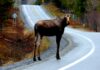 brown donkey on road