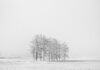 grayscale photo of trees on field