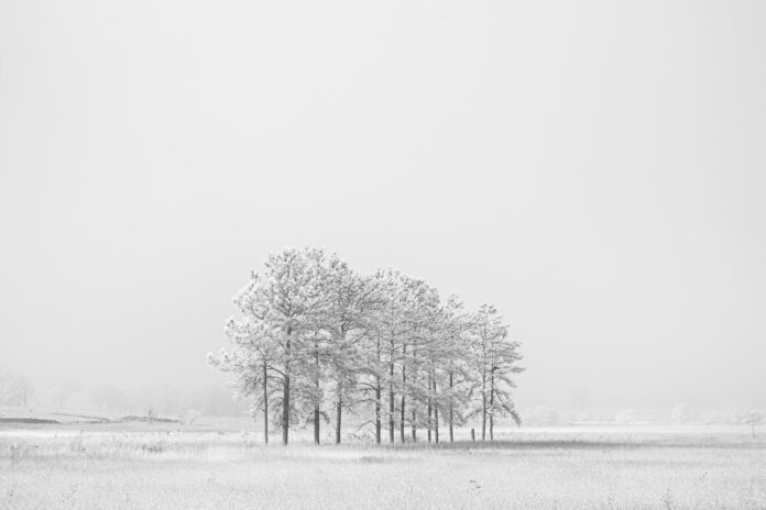 grayscale photo of trees on field