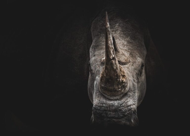 Wyoming Governor Is A Political RINO TWO FACED PERHAPS?