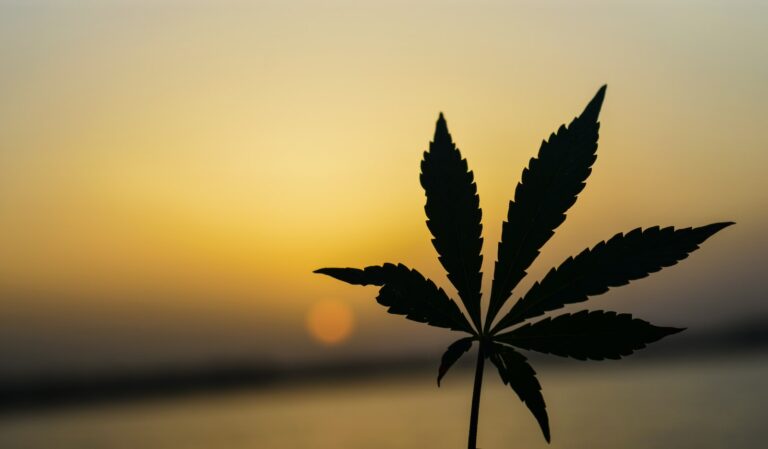 Wyoming 221-lbs Marijuana Bust In Carbon County Was Property Of Cartel De Sinola