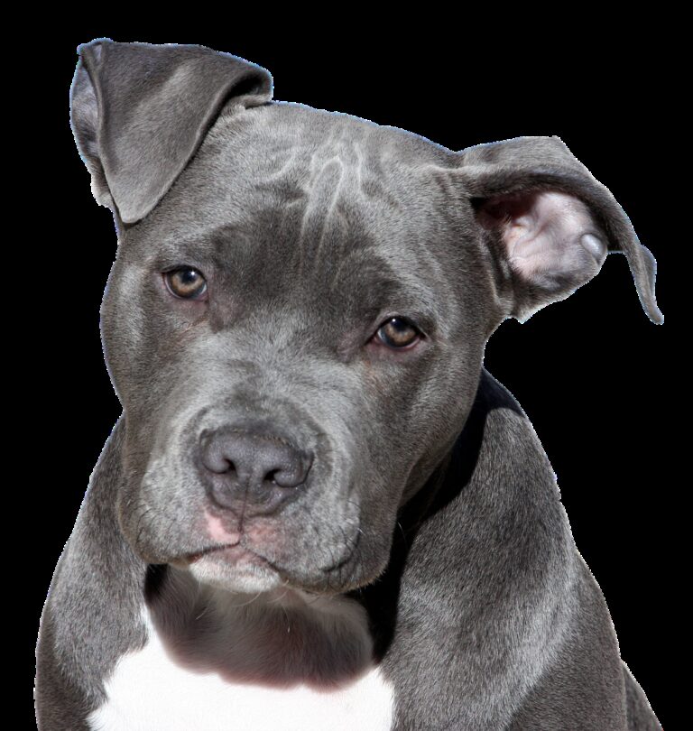 Pit Bulls The Guardians Of Their Masters
