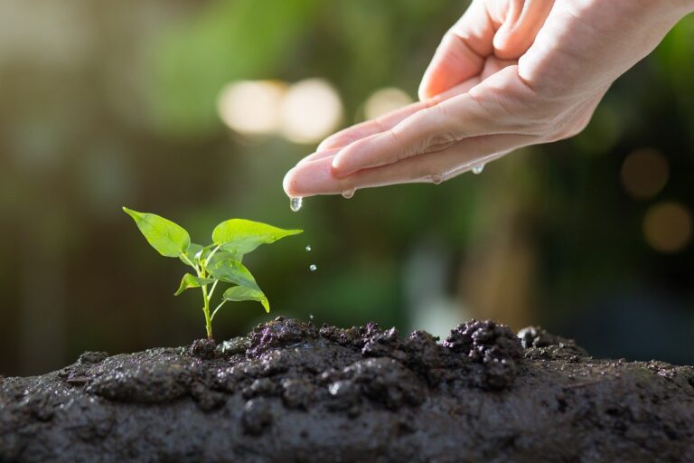 Create A Positive Impact by Planting a Tree